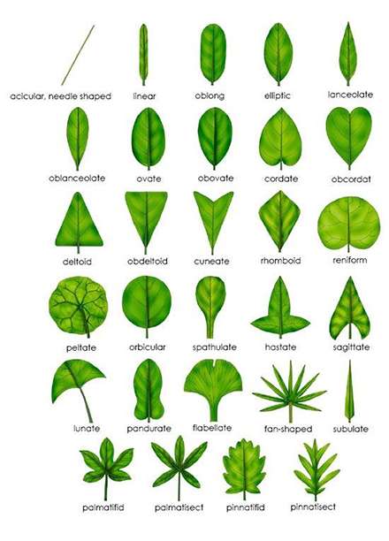 تنوع در شکل و ظاهر برگ ها