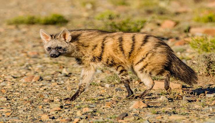 حیوانات عجیب و خارق العاده آردوولف (aardwolf