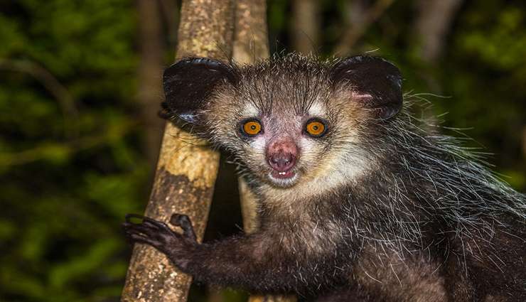 حیوانات عجیب و خارق العاده آی‌آی‌آی (Aye-aye lemur)