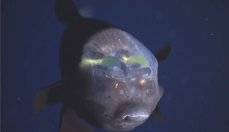 حیوانات عجیب و خارق العاده Pacific barreleye fish