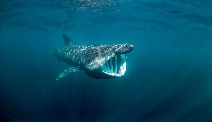 حیوانات عجیب و خارق العاده کوسه‌های دمی ( Basking shark )