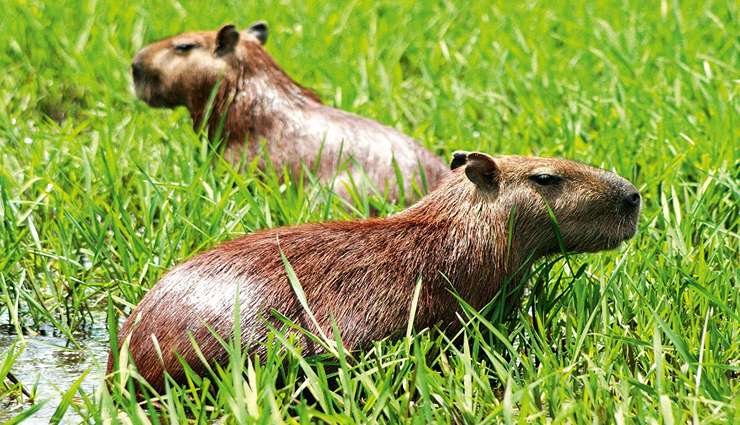 حیوانات عجیب و خارق العاده کاپی‌باراها (capybara)