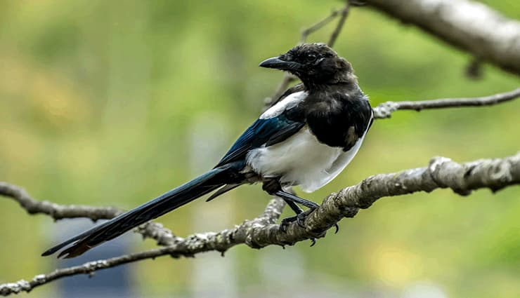 پرندگان آواز خوان- Eurasian magpie زاغی اوراسیایی