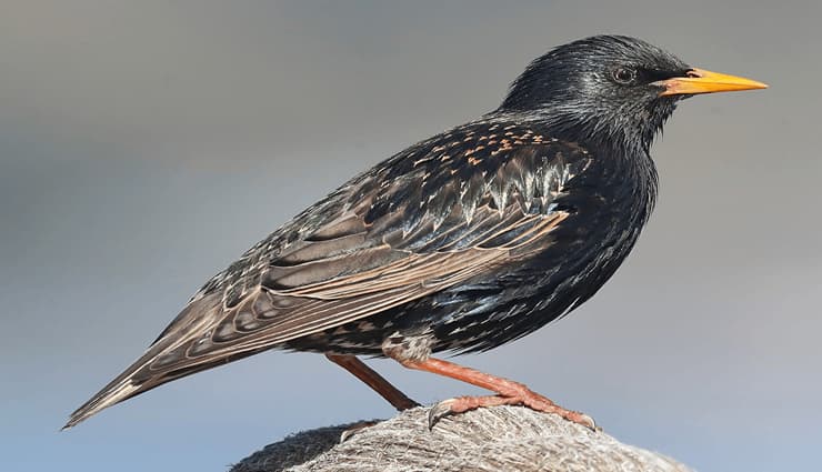 پرندگان آواز خوان-European starling 