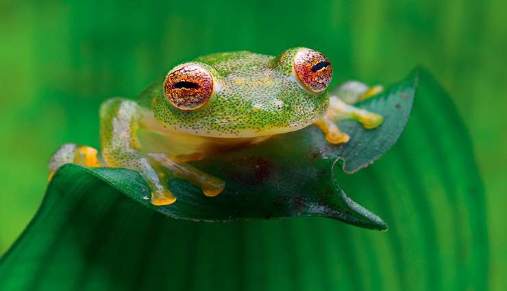 حیوانات عجیب و خارق العاده قورباغه‌های شیشه‌ای (Glass frog)