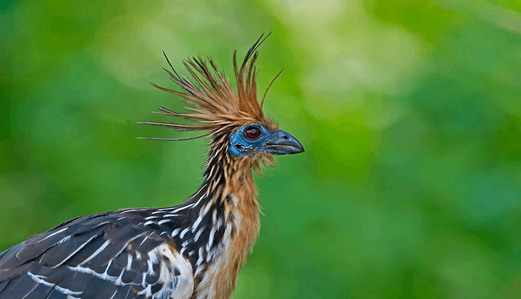 حیوانات عجیب و خارق العاده Hoatzin هوتزین