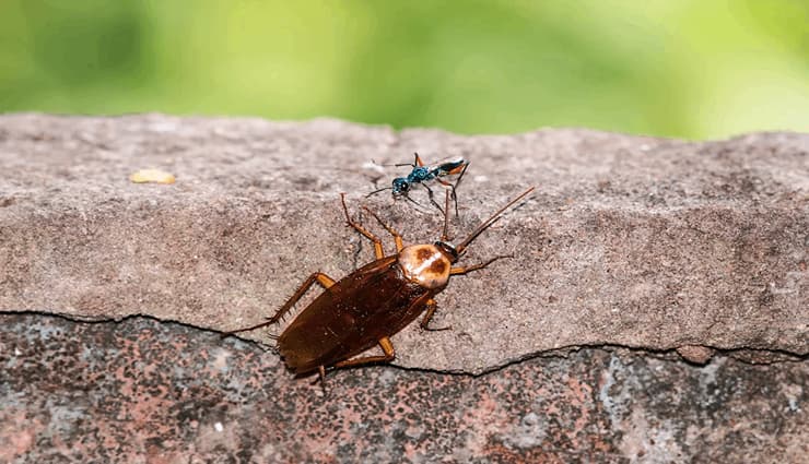 حیوانات عجیب و خارق العاده Jewel wasp- زنبور جواهر