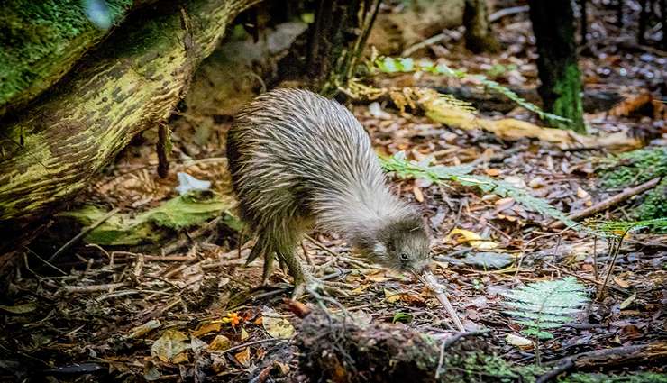 حیوانات عجیب و خارق العاده کیوی ( Kiwi bird)