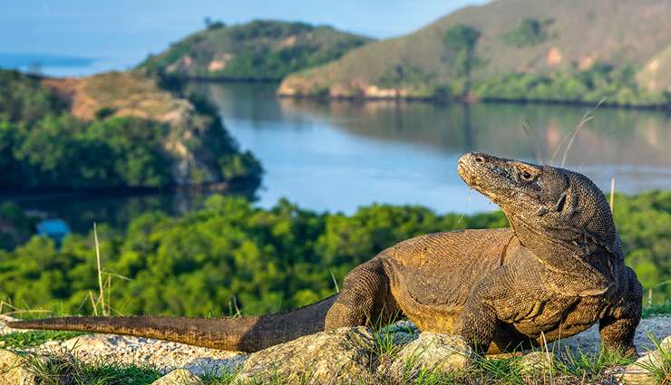 حیوانات عجیب و خارق العاده Komodo dragon اژدهای کومودو