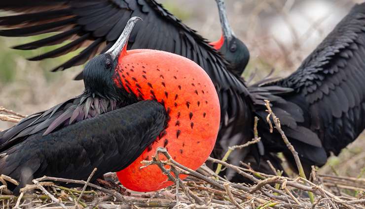 حیوانات عجیب و خارق العاده قوش‌پرنده‌ی باشکوه (magnificent frigatebird)