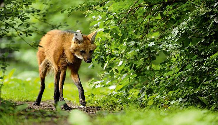 حیوانات عجیب و خارق العاده گرگ‌های موی‌دار(Maned wolves)