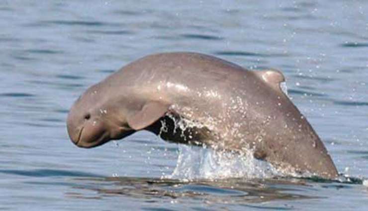 حیوانات عجیب و خارق العاده دلفین ایروادی (Orcaella brevirostris)