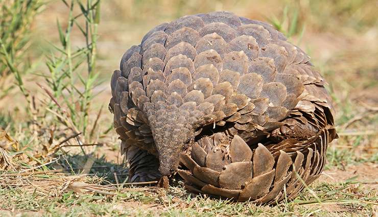 حیوانات عجیب و خارق العاده پانگولین‌ها (Pangolins )