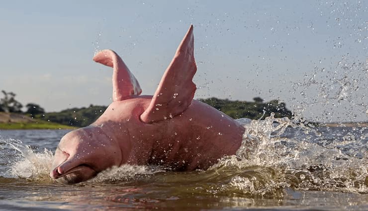 حیوانات عجیب و خارق العاده-Pink river dolphin دلفین رودخانه‌ای صورتی