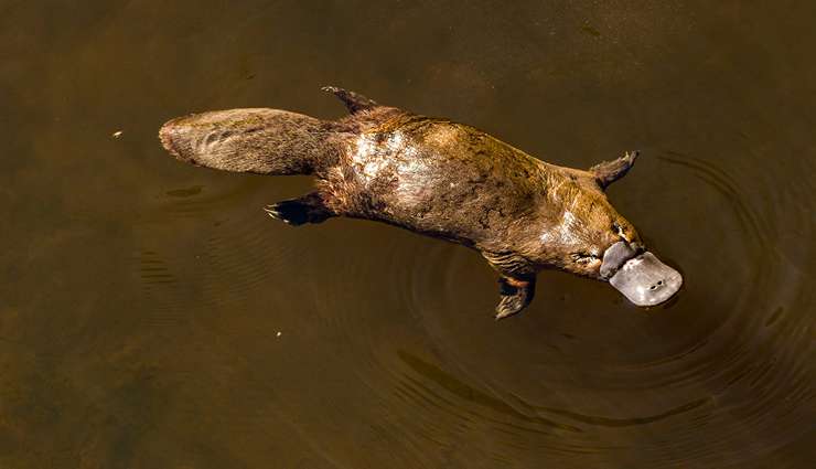 حیوانات عجیب و خارق العاده پلاتیپوس (platypus)