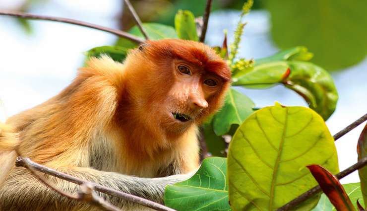 حیوانات عجیب و خارق العاده میمون‌های بینی‌دار  (Proboscis monkey)