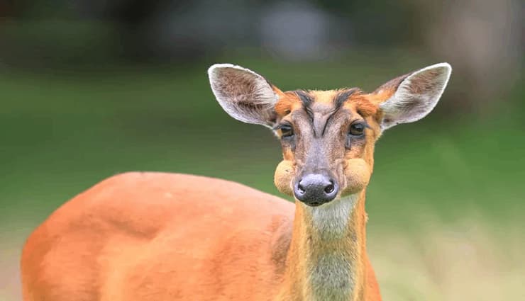 حیوانات عجیب و خارق العاده Muntjac deer گوزن مونتجاک