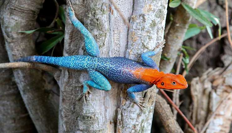 حیوانات عجیب و خارق العاده Rock agamas آگاما سنگی