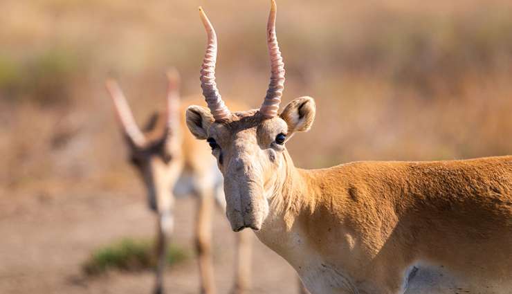 حیوانات عجیب و خارق العاده سایگا (saiga)