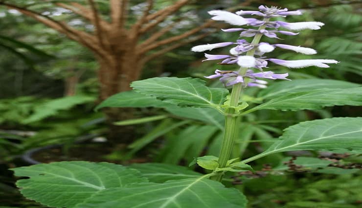 سالویای مقدس(Salvia divinorum)