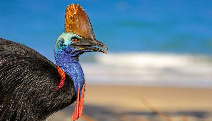 حیوانات عجیب و خارق العاده کاسواری جنوبی (Southern cassowary)