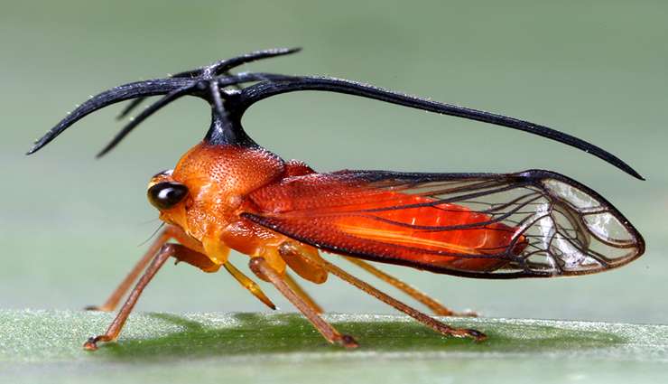 حیوانات عجیب و خارق العاده زنجره درختی(Treehopper)