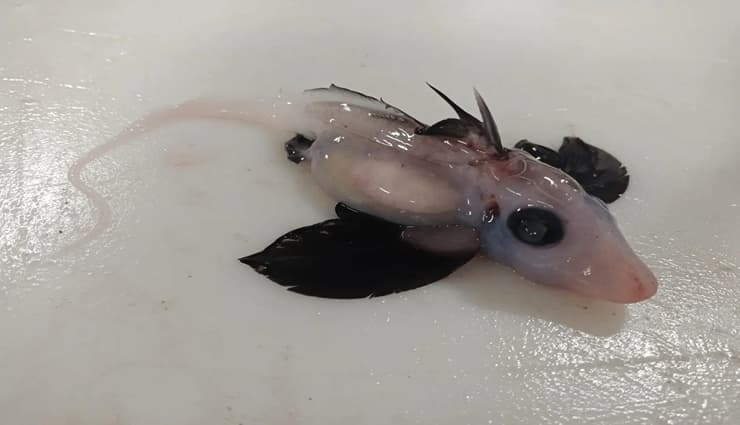 حیوانات عجیب و خارق العاده ghost shark ماهی شبح