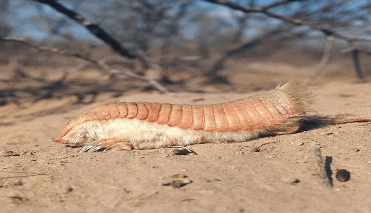 حیوانات عجیب و خارق العاده آرمادیلوی پری صورتی (Pink fairy armadillo)