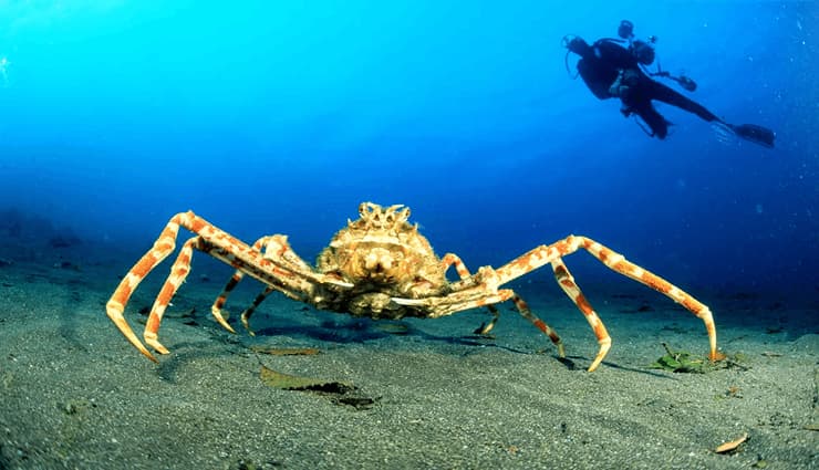 حیوانات عجیب و خارق العاده خرچنگ عنکبوتی ژاپنی ( Japanese spider crab)