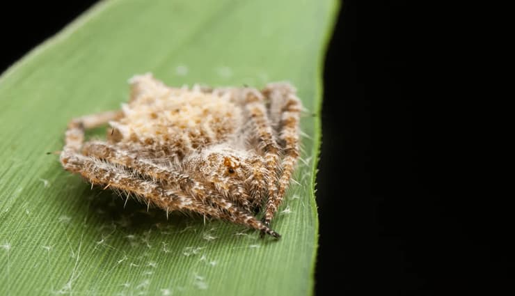 حیوانات عجیب و خارق العاده عنکبوت فضله پرنده (bird-dropping spider )