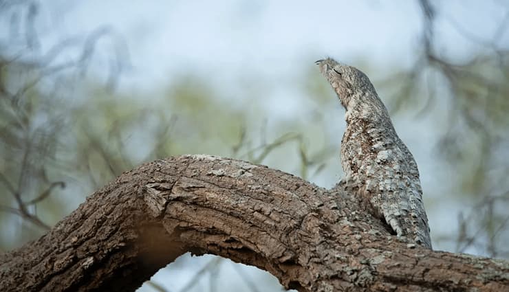 حیوانات عجیب و خارق العاده پوتوی بزرگ (great potoo)