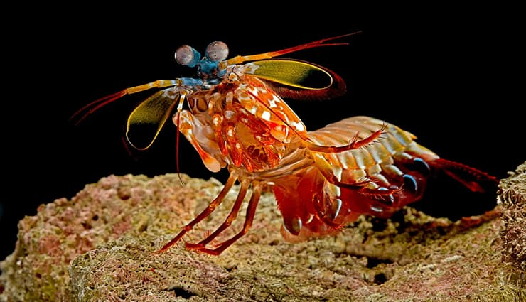 حیوانات عجیب و خارق العاده میگوی آخوندکی (mantis shrimp)