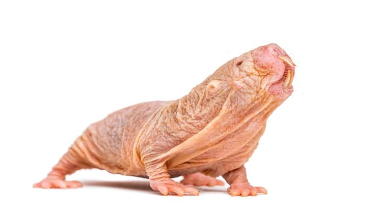 حیوانات عجیب و خارق العاده موش کور برهنه (naked mole rat)