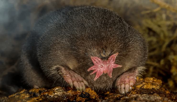 حیوانات عجیب و خارق العاده موش کور دماغ‌ستاره‌ای (Star-nosed mole)