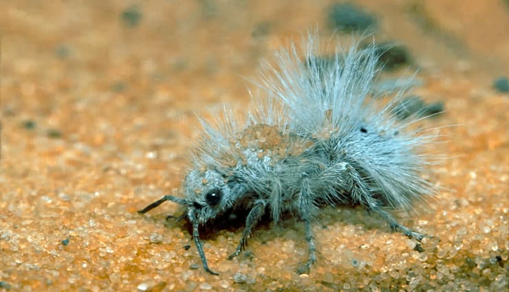 حیوانات عجیب و خارق العاده مورچه مخملی گل خار (Thistledown velvet ant)