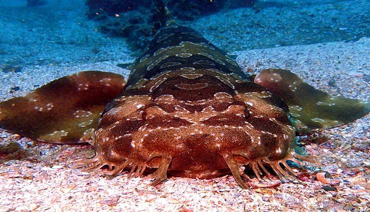 حیوانات عجیب و خارق العاده کوسه‌های ووبگنگ (Wobbegong shark)