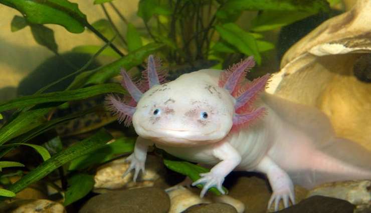 حیوانات عجیب و خارق العاده آکسولوتل (Axolotl)