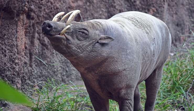 حیوانات عجیب و خارق العاده بابیرساها (Babirusas)