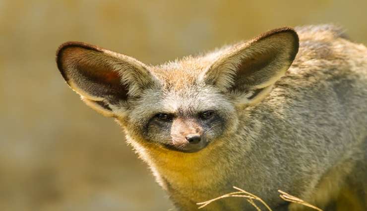 حیوانات عجیب و خارق العاده- روباه گوش‌پهن (Bat-Eared Fox)