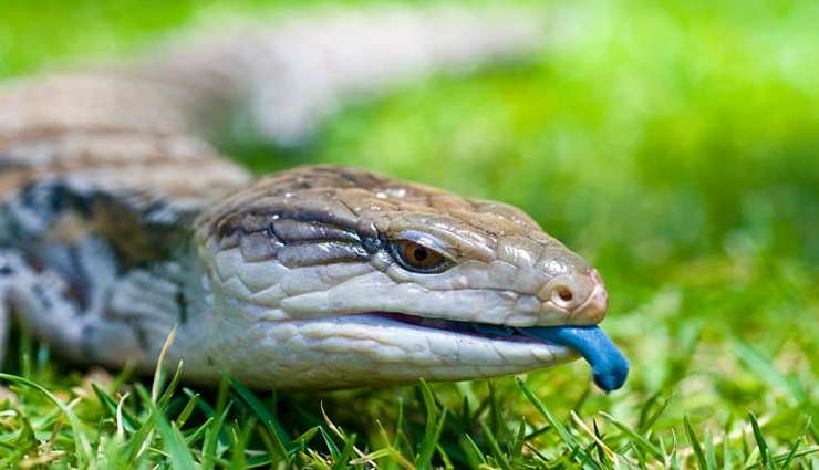 حیوانات عجیب و خارق العاده-مارمولک زبان‌آبی (Blue-Tongued Skink)