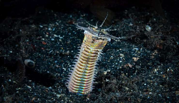 حیوانات عجیب و خارق العاده- کرم بوبیت (Bobbit Worm)