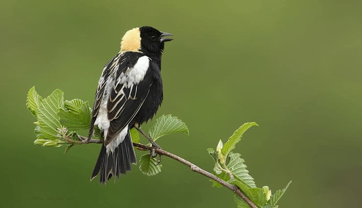 پرندگان آواز خوان- bobolink برنج‌خورک