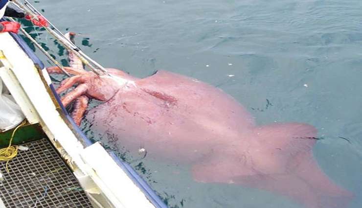 حیوانات عجیب و خارق العاده سرپاور بسیار بزرگ (Colossal Squid