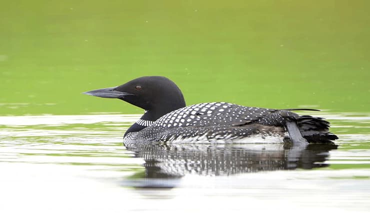 پرندگان آواز خوان- common loon غواص بزرگ شمالی