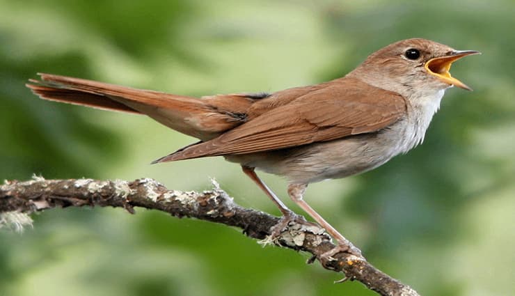 پرندگان آواز خوان-common nightingale -بلبل هزاردستان