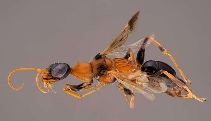 حیوانات عجیب و خارق العاده زنبور دمنتور (Dementor Wasp)