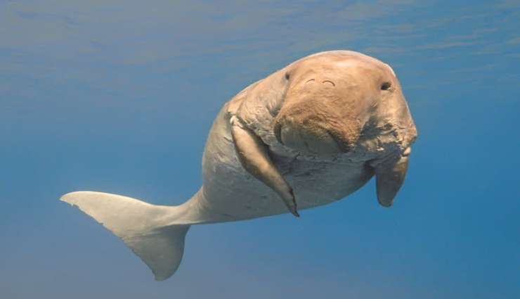 حیوانات عجیب و خارق العاده- دوگون‌ها (Dugong)