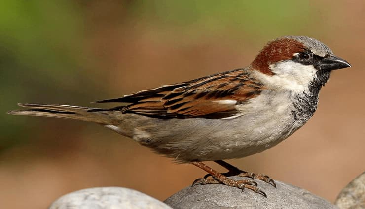 پرندگان آواز خوان-house sparrow سار خانه‌ای