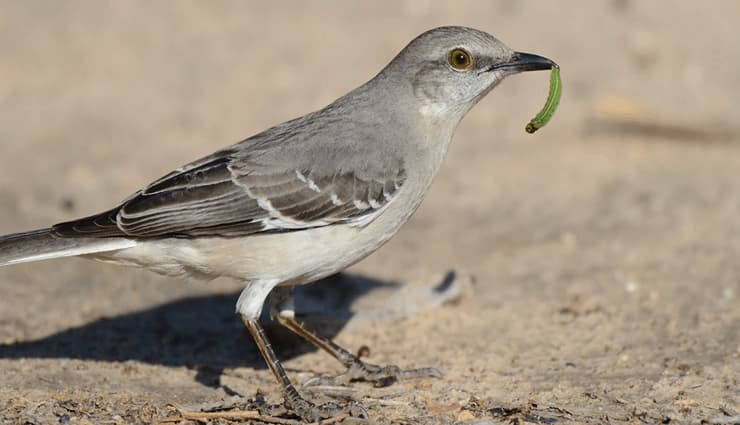 پرندگان آواز خوان- northern mockingbird مرغ مقلد شمالی