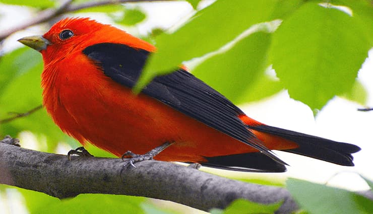 پرندگان آواز خوان- summer tanager فرخنده (سرده) تابستانی